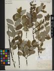Foto von Salix myrsinifolia Salisb.